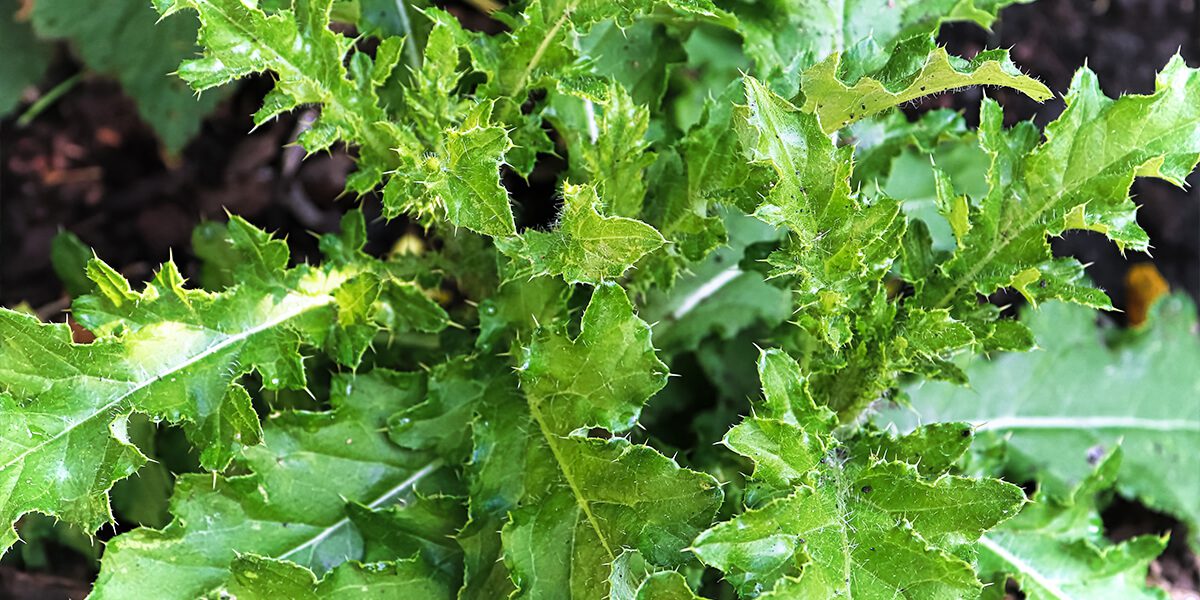 platt hill nursery rookie gardening mistakes thistle weed