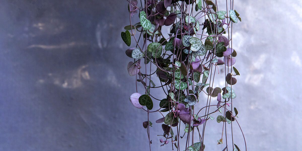 platt hill nursery trailing houseplants hanging baskets string of hearts