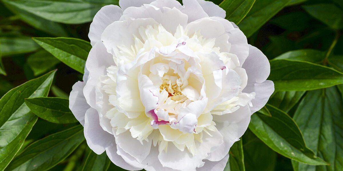 platt hill perfect peonies and care white peony bloom