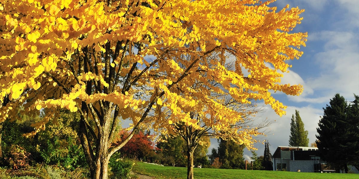 the beautiful katsura tree for fall color