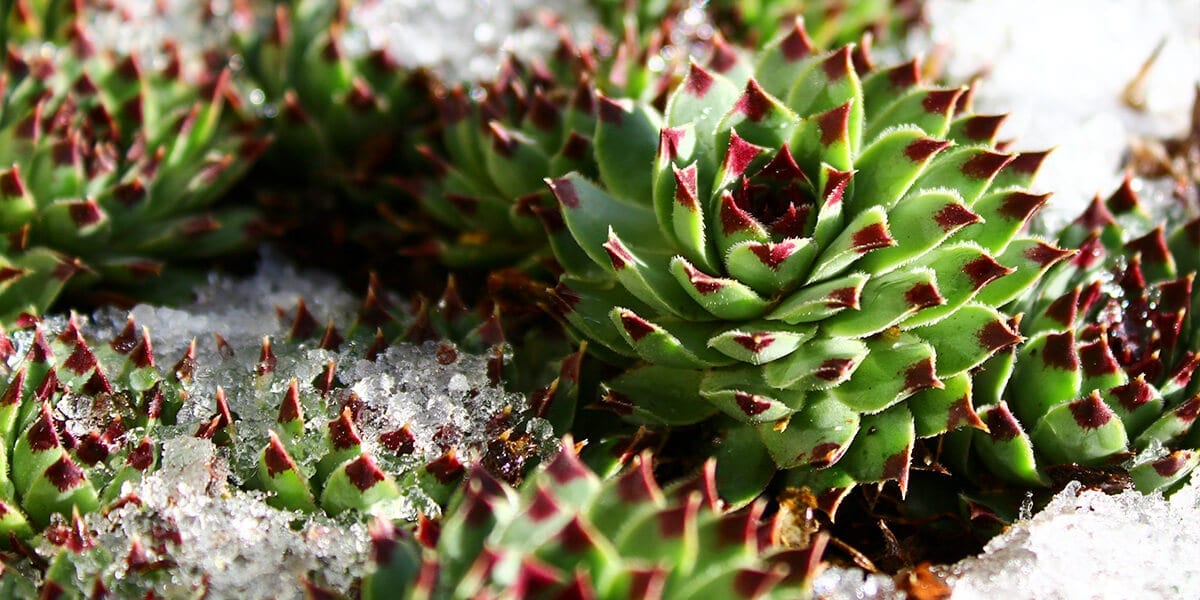 succulents covered in snow