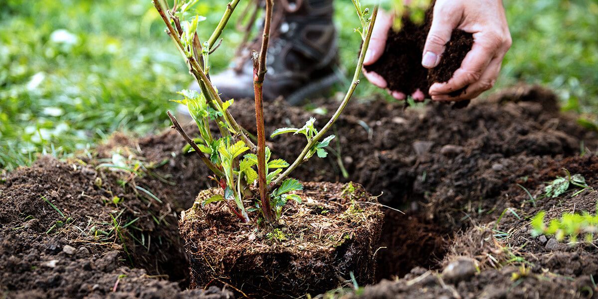 platt hill zone 5 garden checklist planting shrub