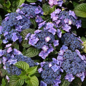 A Pop Star Hydrangea with vibrant, lacecap blooms in shades of electric blue or bright pink, depending on soil acidity, set against compact, deep green foliage, offering a bold and eye-catching garden display.