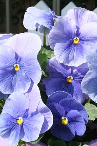 Delta Blue Pansy