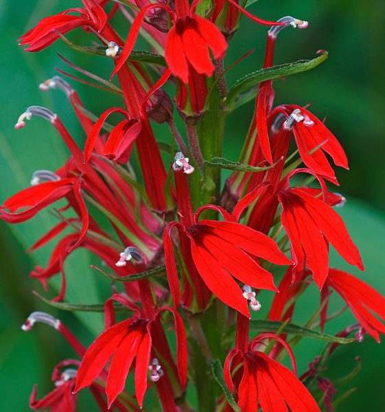 Red cardinal flower blooms -Platt Hill Nursery-Chicago
