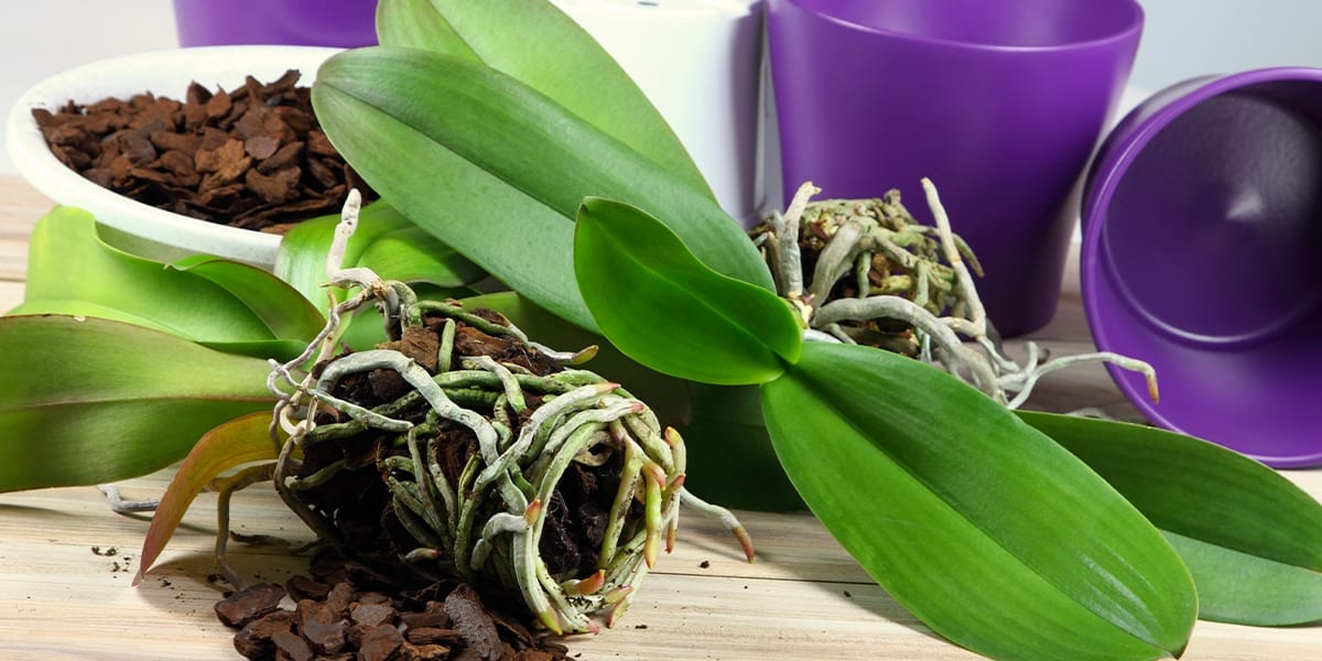 repotting-houseplants-explained-houseplant-showing-roots-and-empty-pots
