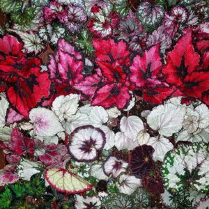Begonia, 4" Pot
