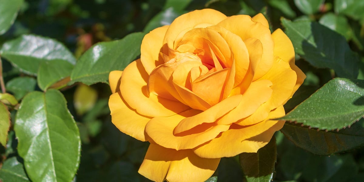 rose-month-platt-hill-julia-child-rose