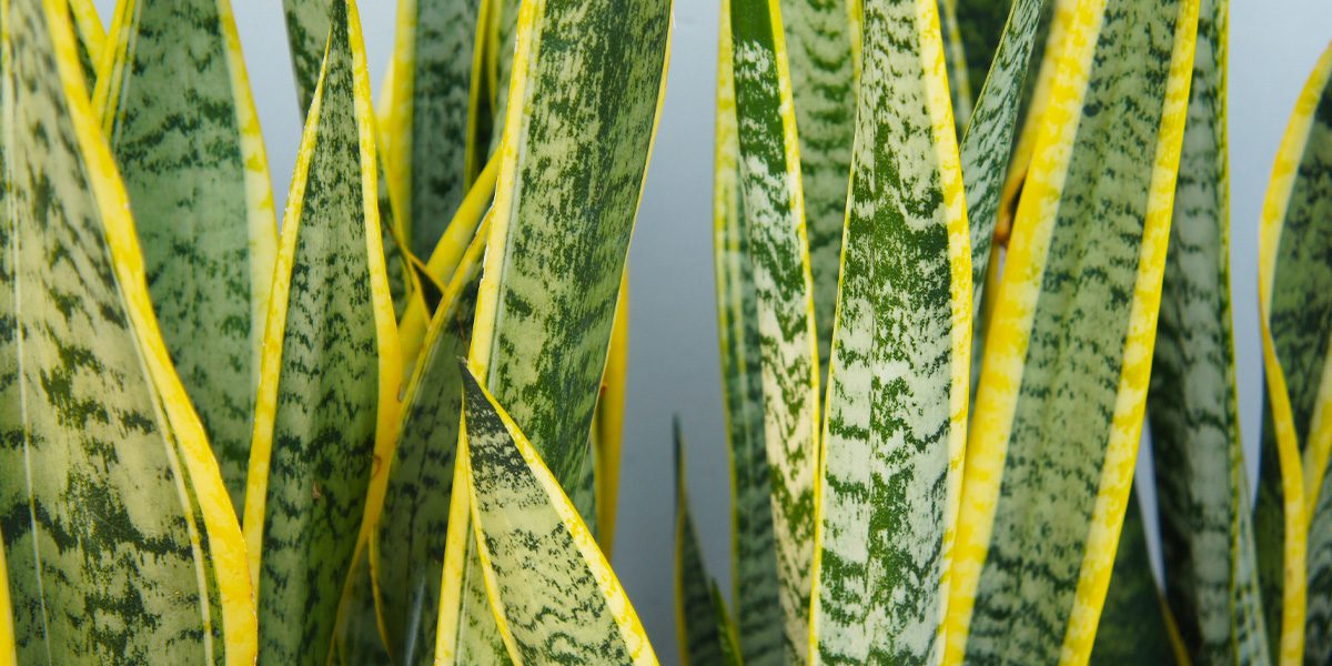 sansevieria indoor plant- Platt Hill Nursery- Chicago