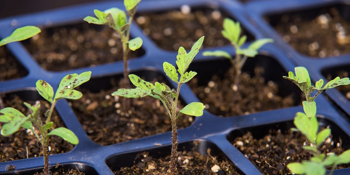 seed-starting-guide-seedlings-in-tray