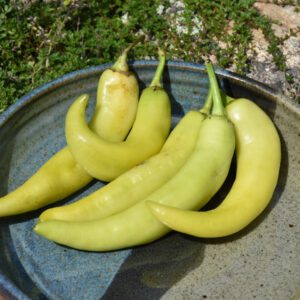 Banana Pepper Plant