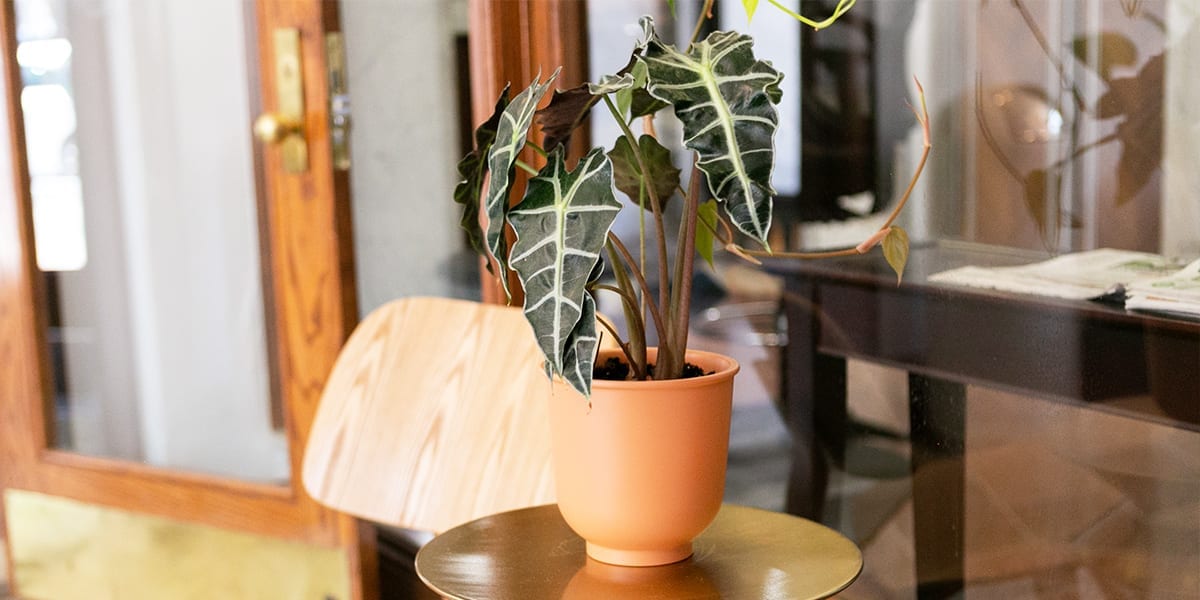 A thriving plant in a classic terracotta pot outdoors, showcasing the pot’s earthy tones and natural breathability for healthier root growth.