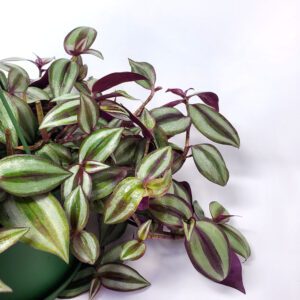 Tradescantia Hanging Basket, 10" Pot