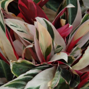 Stromanthe Triostar Plant, 4" Pot