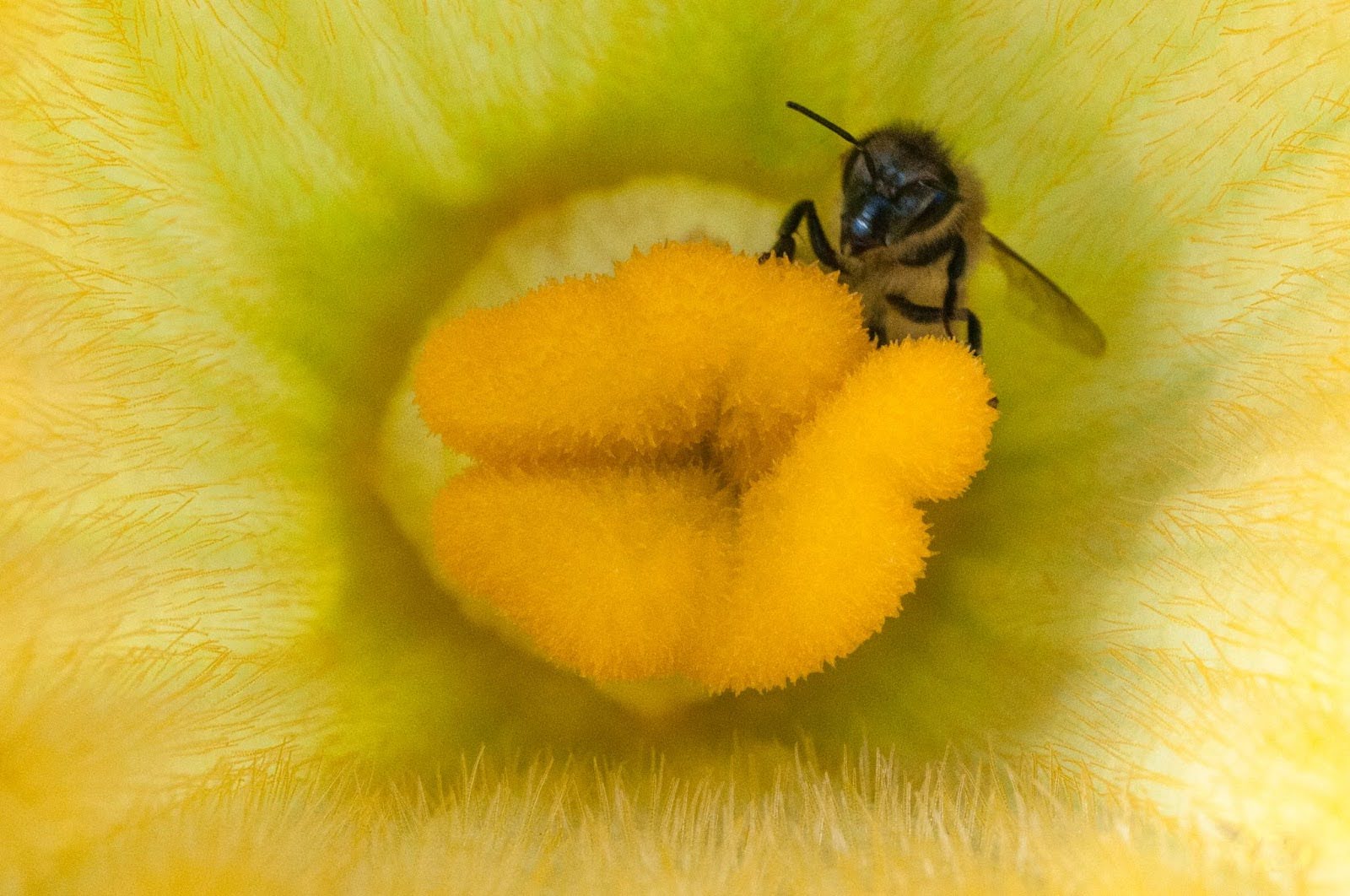 bee pollinating on a flower