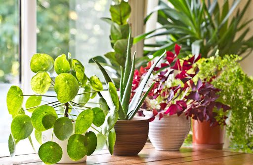 houseplants on a table by a window