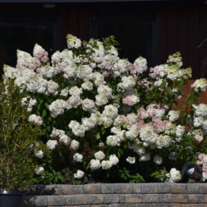 Vanilla Strawberry Hydrangea
