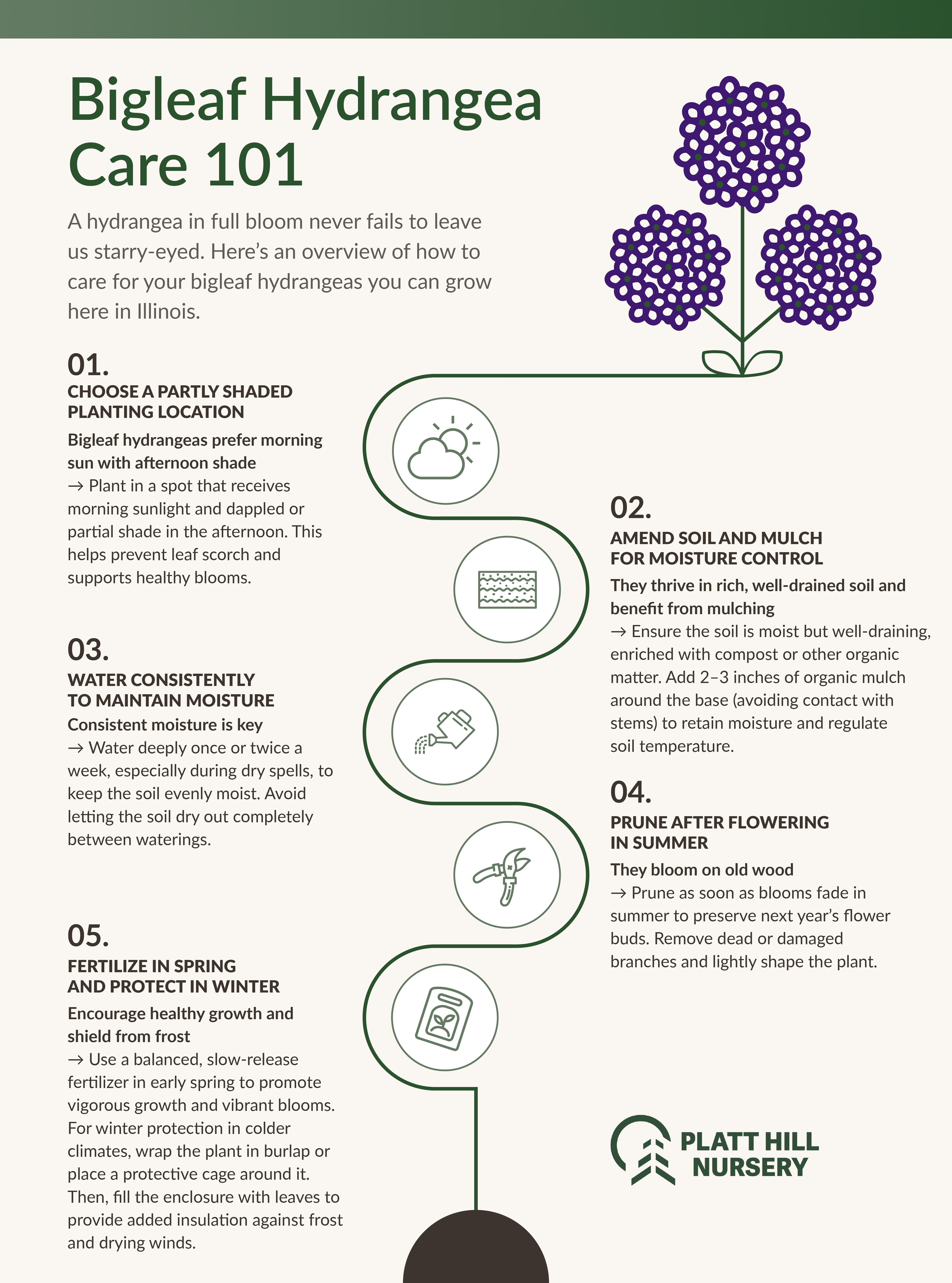 bigleaf hydrangea care 101 infographic with 5 steps