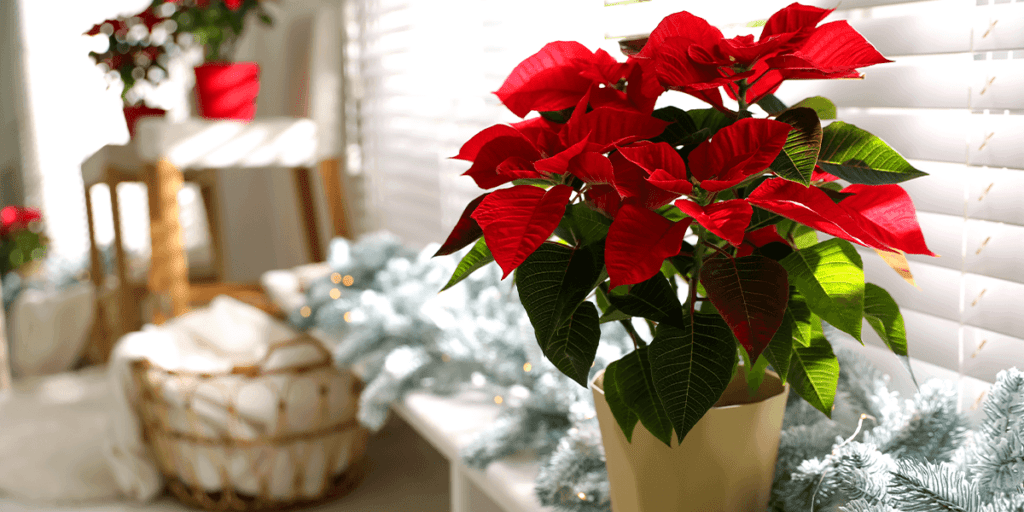 Platt Hill Nursery red poinsettia by window