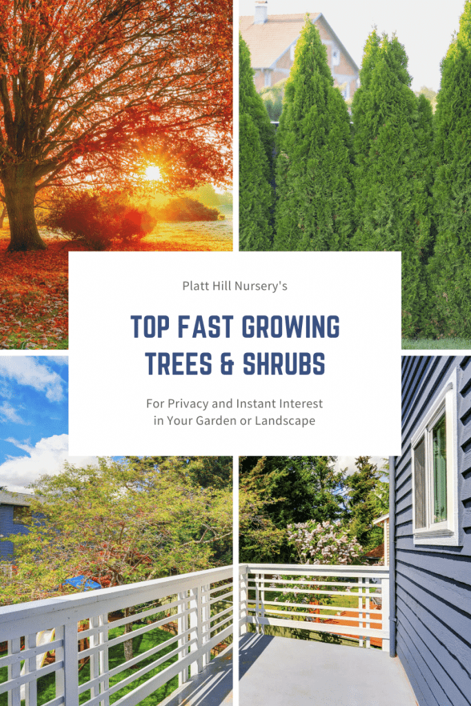 Fast Growing Trees Collage Image