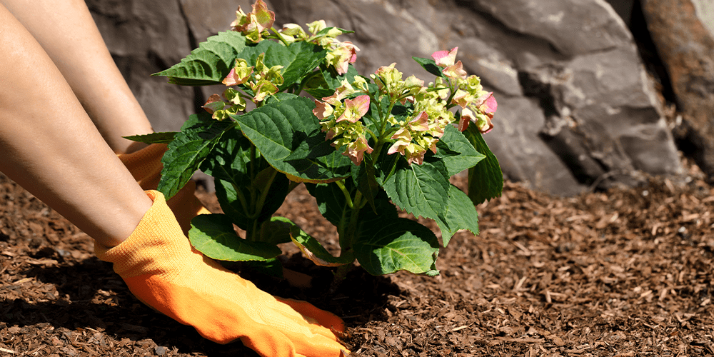 planting a hydrangea shrub
