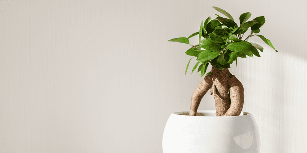 Platt Hill Nursery bonsai tree in white pot