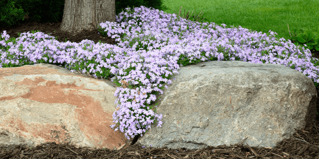 Platt Hill Nursery - creeping phlox growing between boulders