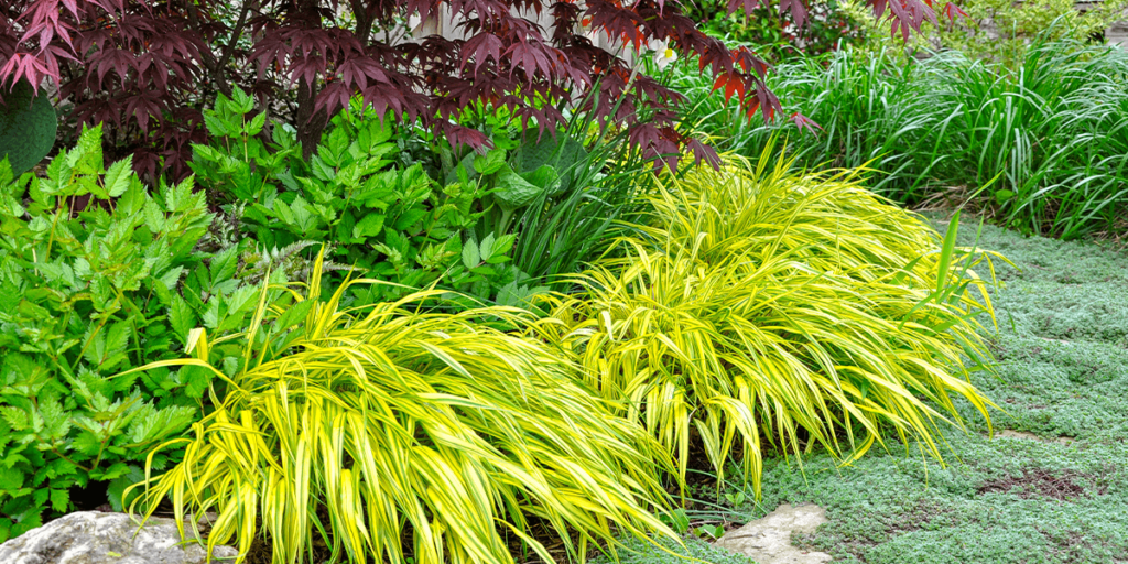 Platt Hill Nursery -hakone grass ornamental _