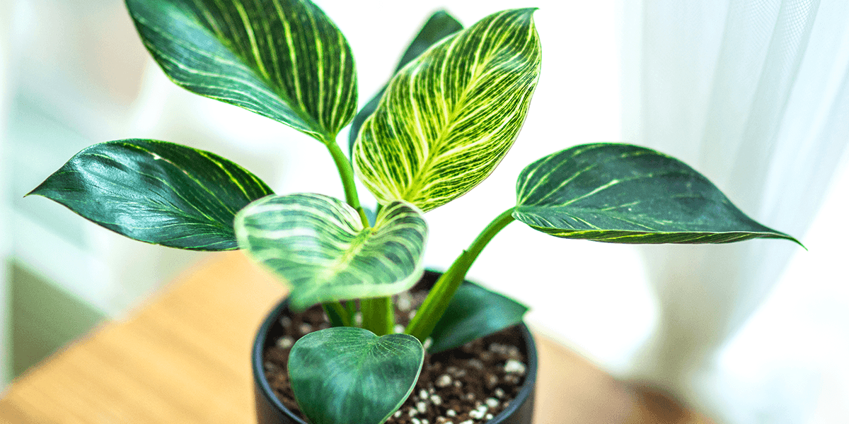Platt Hill Nursery philodendron birkin