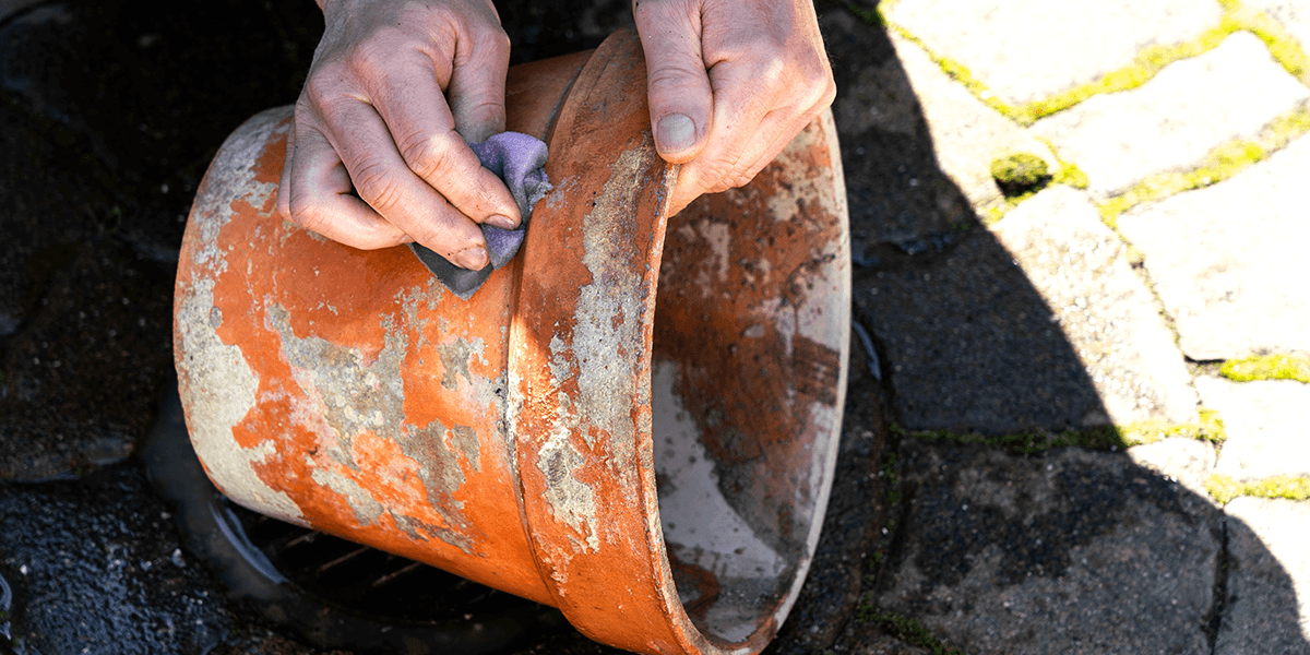 Platt Hill Nursery - scrubbing calcium buidup off terra cotta
