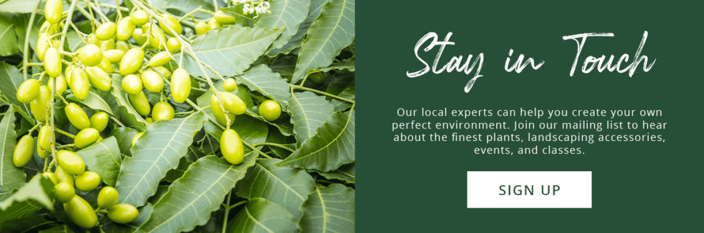 Platt Hill Nursery - subscribe button - neem plant_