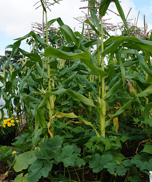 Platt Hill Nursery three sisters companion planting