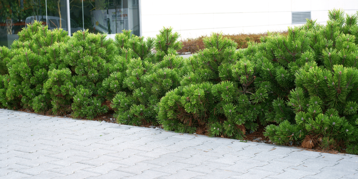 pine trees in the garden along a pathway platt hill nursery
