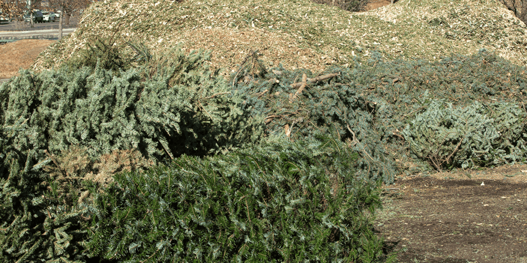 Platt Hill Nursery Recycle Christmas Tree - city mulching trees