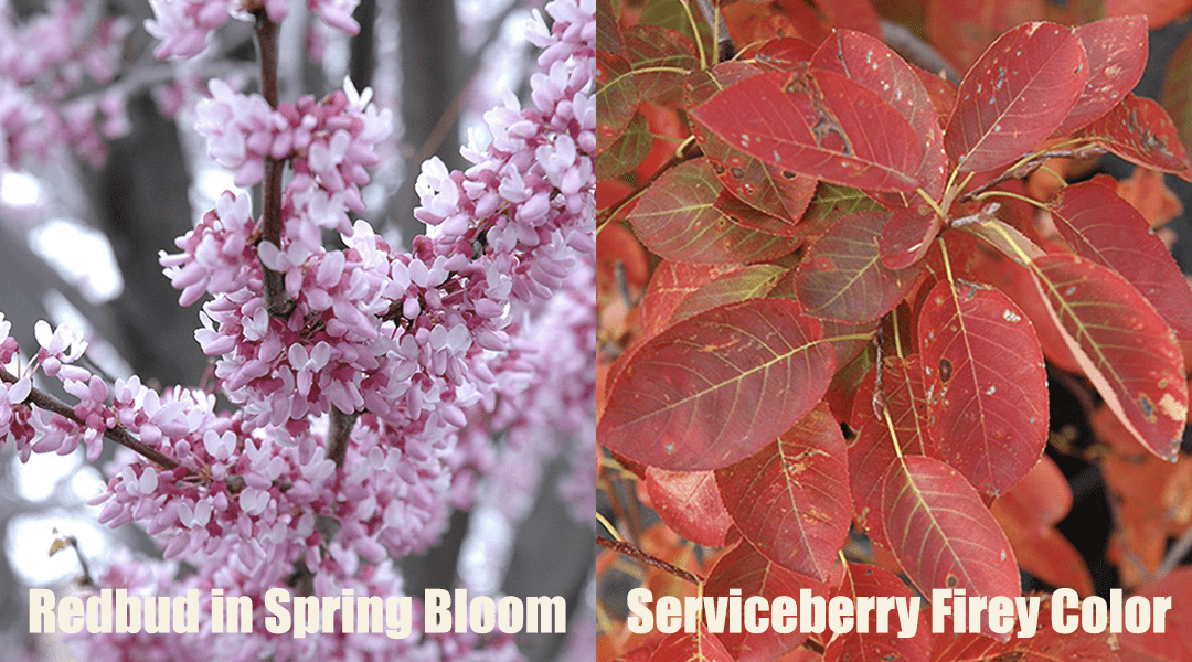 native Chicagoland Redbud and Serviceberry varieties