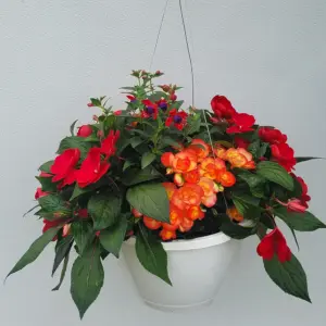 10" Shade Hanging Basket