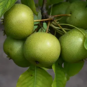 20th Century Asian Pear