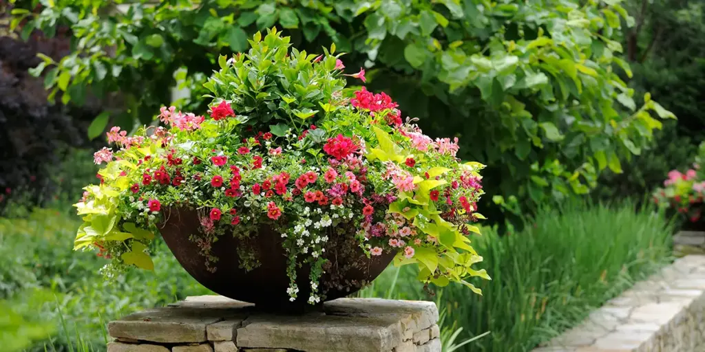 Annual Planter using thriller, filler, spiller technique