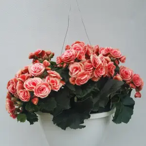 Begonia Hanging Basket