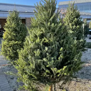 10-11 Foot Balsam Fir Christmas Tree