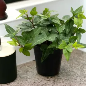 Ivy Houseplant, 4" Pot