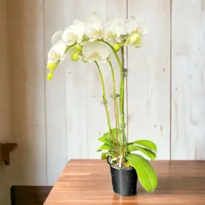 Orchid Plant, 4" Pot