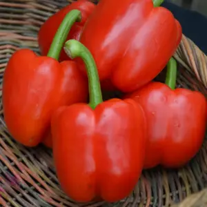 Red Bell Pepper