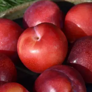 Santa Rosa Plum Tree