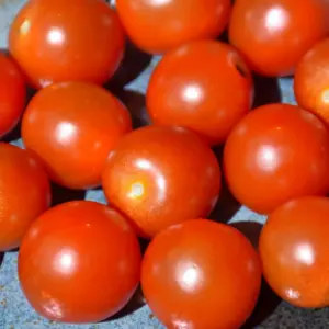 Sweet 100 Tomato